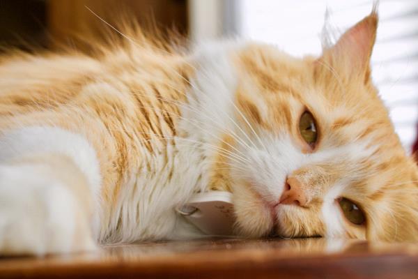 /Images/uploads/Humane Society of Utah/HSU2018/entries/4102thumb.jpg
